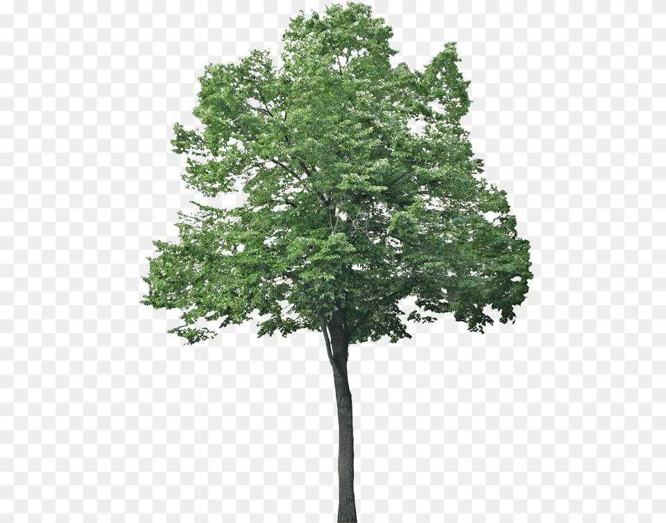 Trees Jpg, Oak, Plant, Sycamore, Tree Free Png