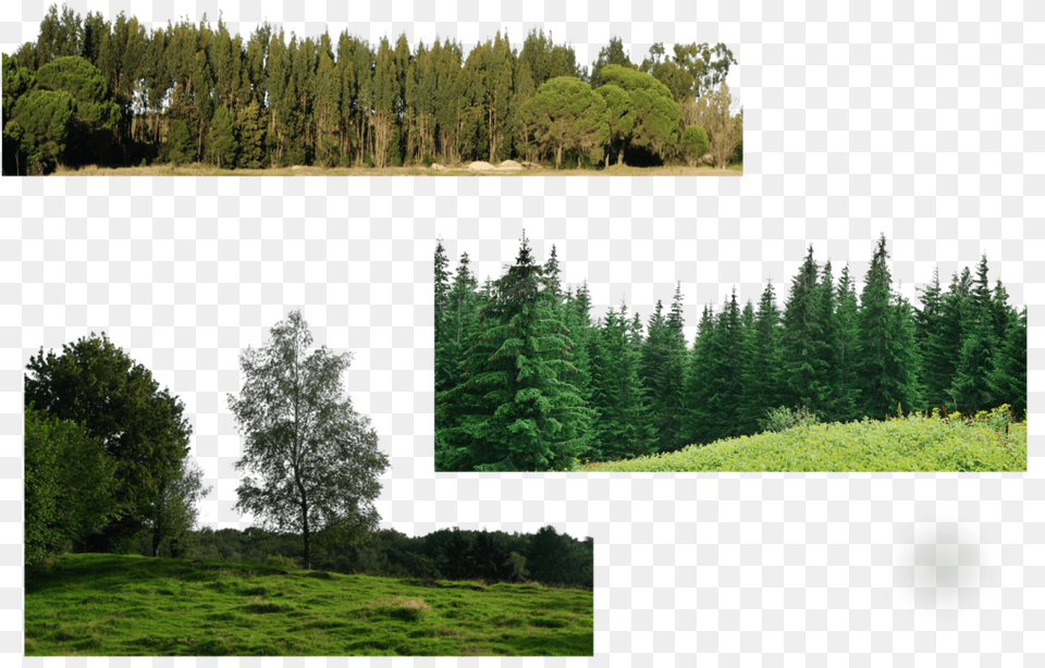 Trees Many Trees, Conifer, Fir, Tree, Plant Png