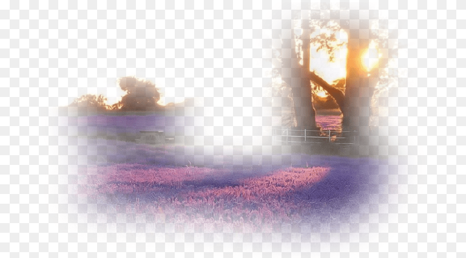 Trees Nature Foreground Background Purpleflower Sunlight, Flare, Flower, Sky, Purple Png Image