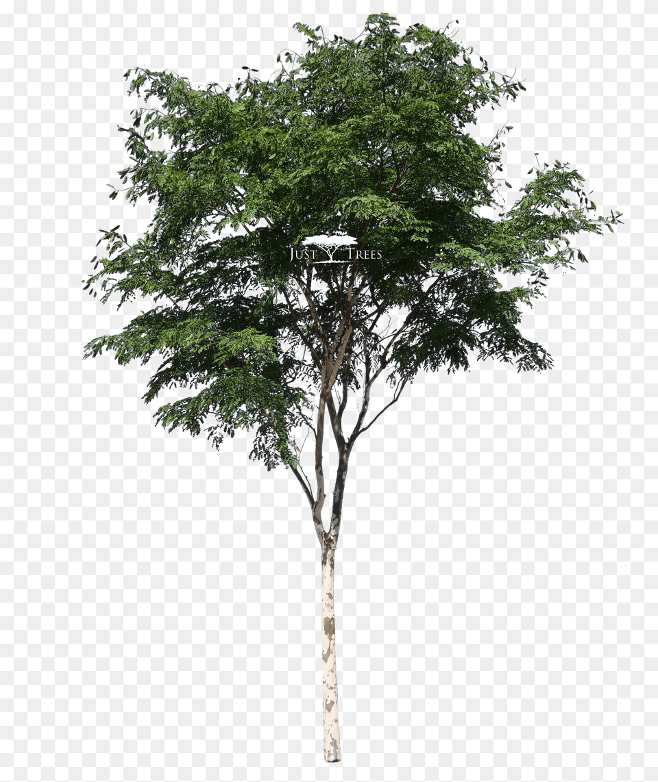 Trees No Background Acacia Tree Png