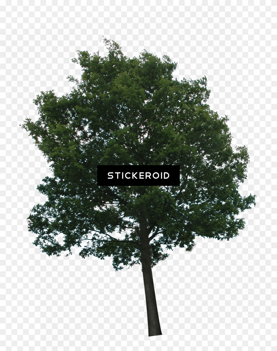 Trees No Background Tree With Transparency, Oak, Plant, Sycamore, Tree Trunk Free Png Download