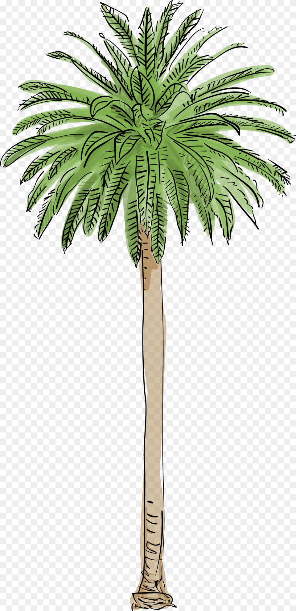 Trees Palm, Palm Tree, Plant, Tree Free Transparent Png