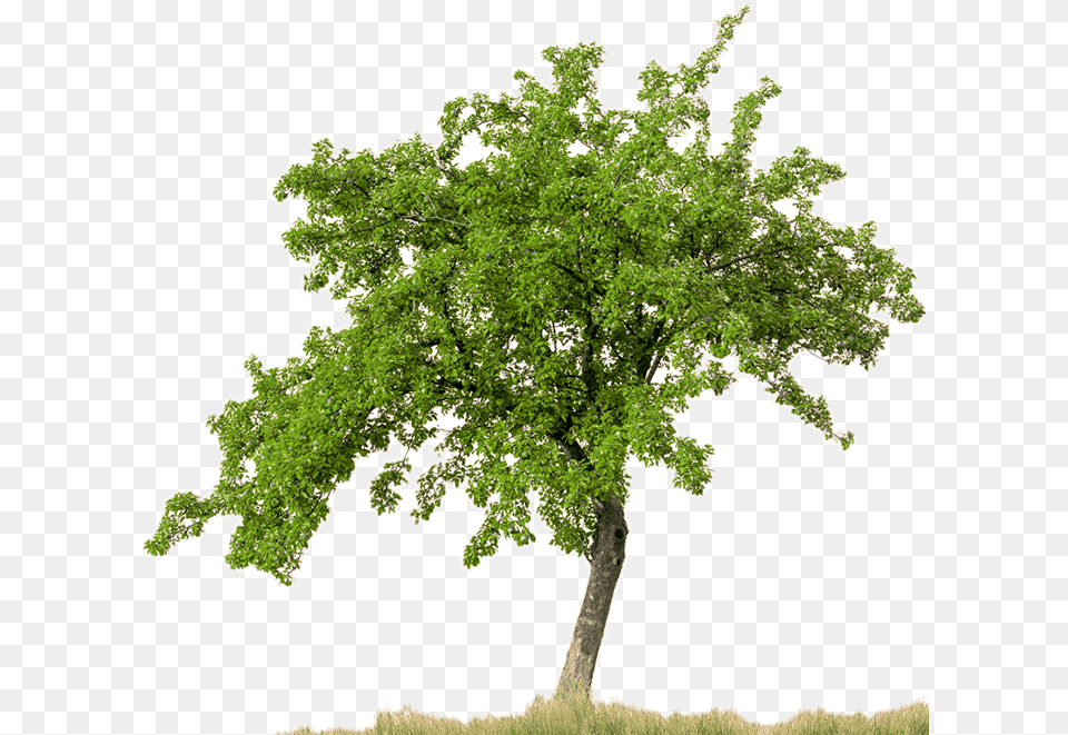 Trees Pear Tree Transparent Background, Oak, Plant, Sycamore, Tree Trunk Free Png Download