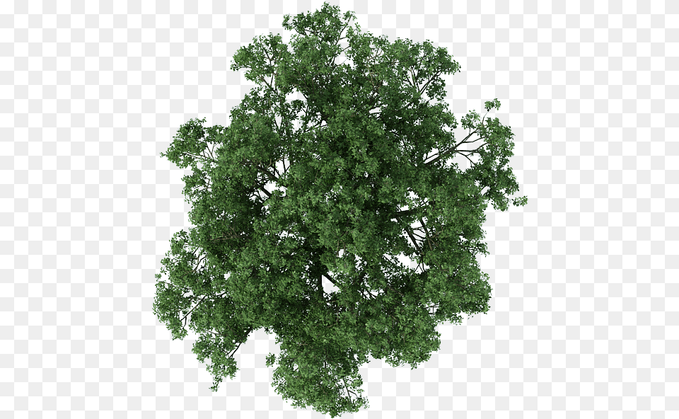 Trees Photoshop 3d Tree Top View, Oak, Plant, Sycamore, Vegetation Free Png Download