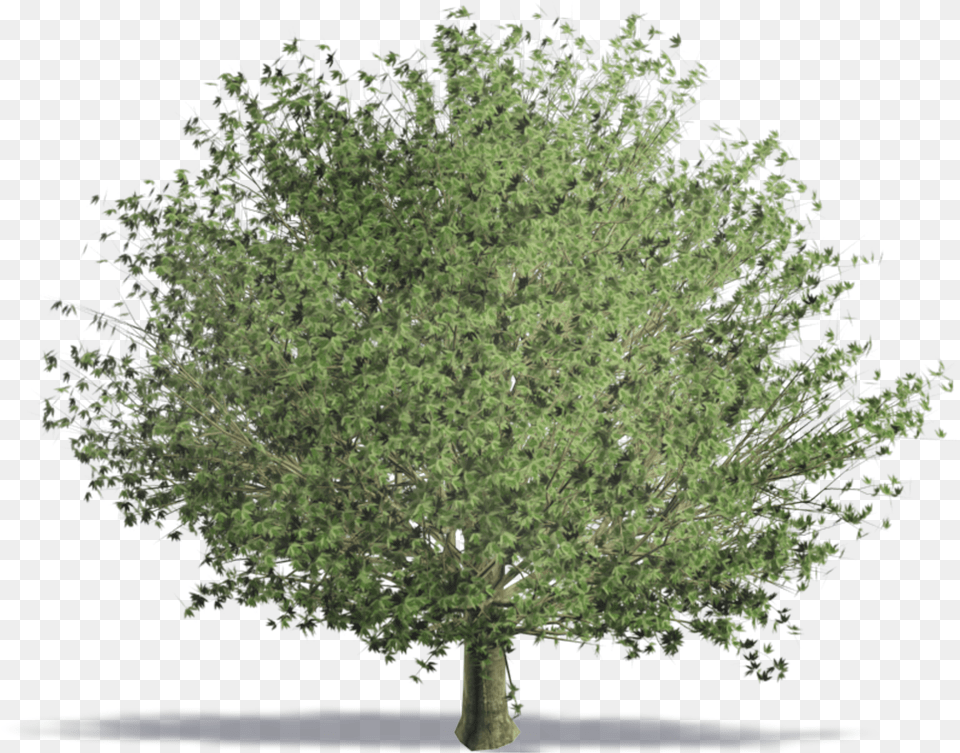 Trees Photoshop Plan, Plant, Tree, Vegetation, Conifer Png