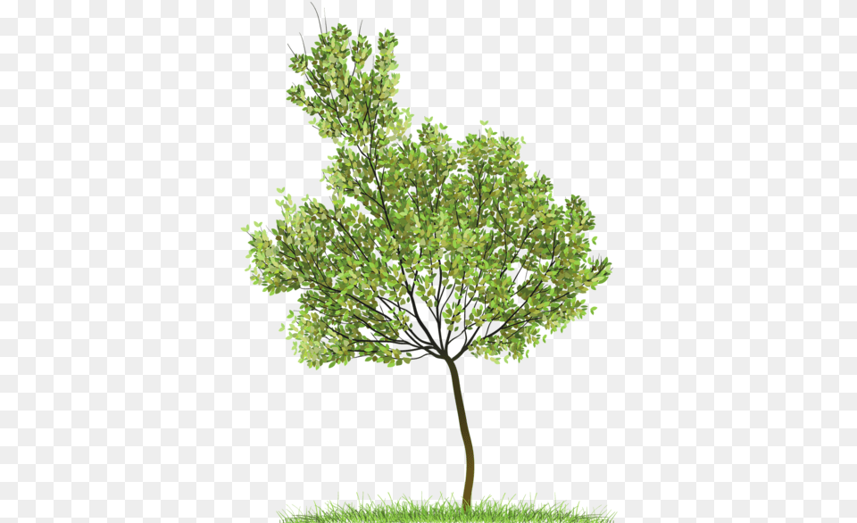 Trees Plan 1 Image Tree, Oak, Plant, Sycamore, Tree Trunk Free Png Download