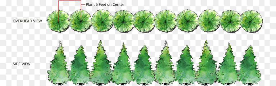 Trees Plan Far Apart Plant Green Giant Arborvitae Spacing Thuja Green Giant, Leaf, Moss, Grass, Accessories Free Png Download