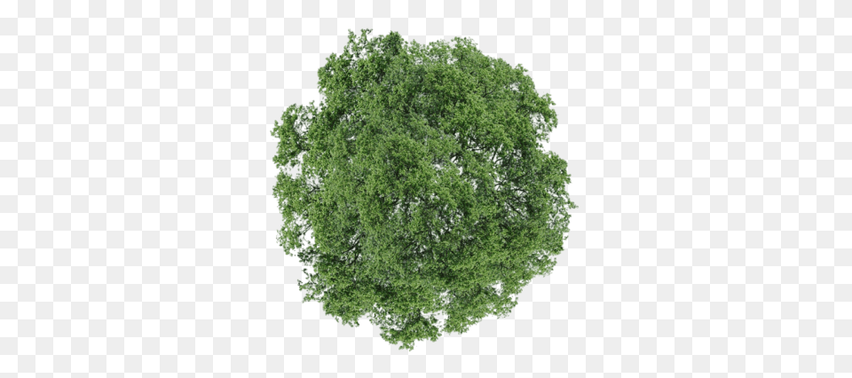 Trees Plan For Photoshop Graphic Trees From Top View, Plant, Moss, Vegetation, Oak Free Png Download