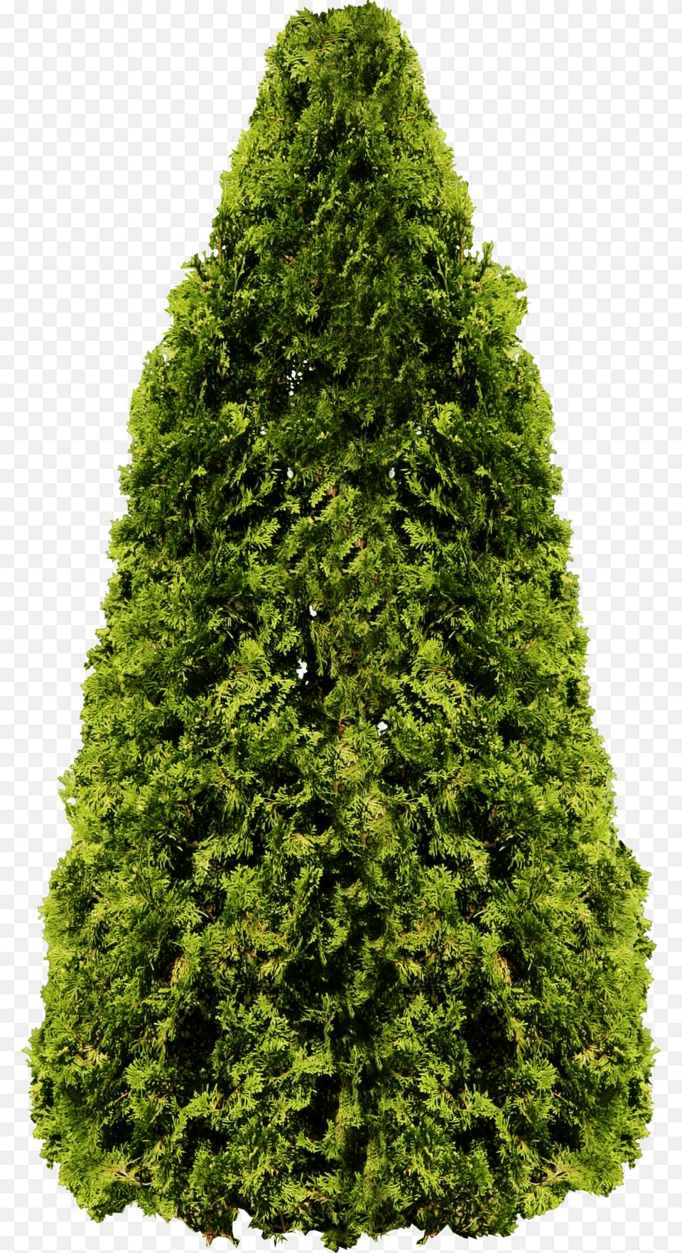 Trees Plan Transparent Background Ashoka Tree, Conifer, Fir, Plant, Pine Png Image