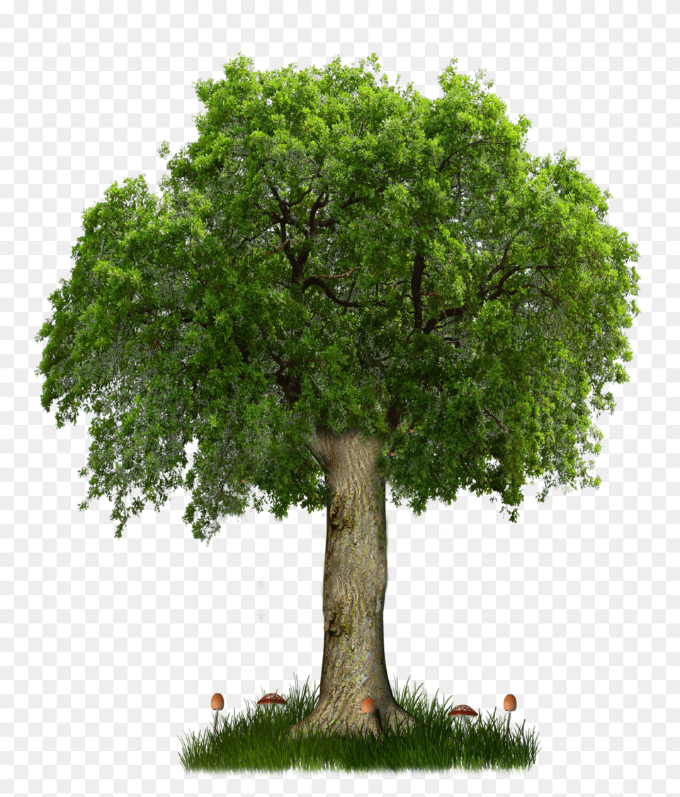 Trees Plan U0026 Clipart Ywd High Resolution Tree, Oak, Plant, Sycamore, Tree Trunk Free Png Download