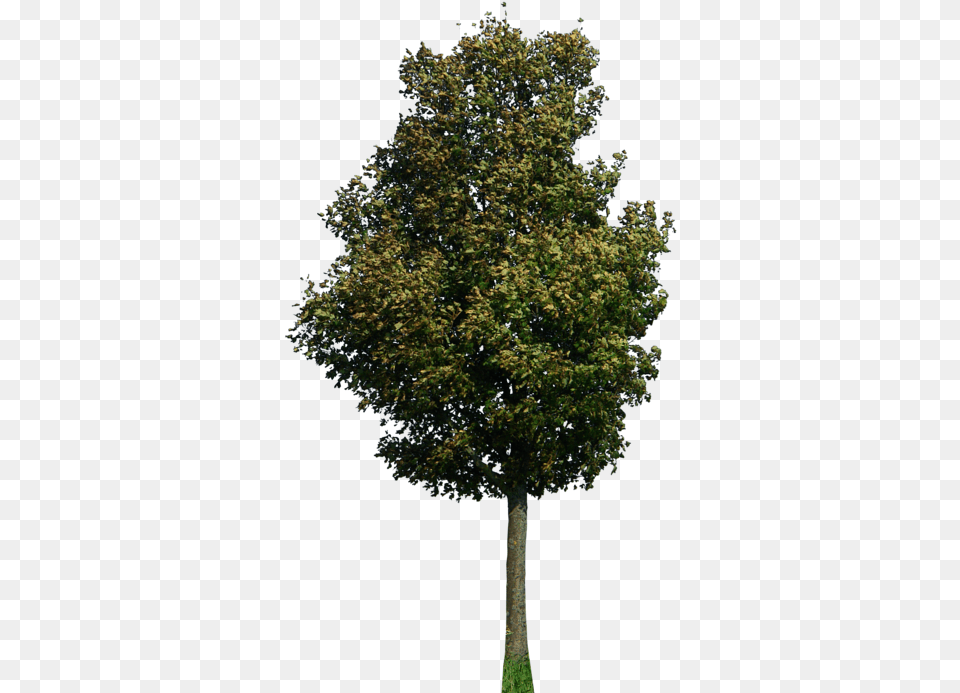 Trees Plan U0026 Clipart Download Ywd Tree 2d, Plant, Tree Trunk, Maple, Oak Png Image