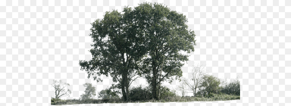 Trees Plants Psd By Bunch Of Trees For Photoshop, Oak, Plant, Sycamore, Tree Free Transparent Png