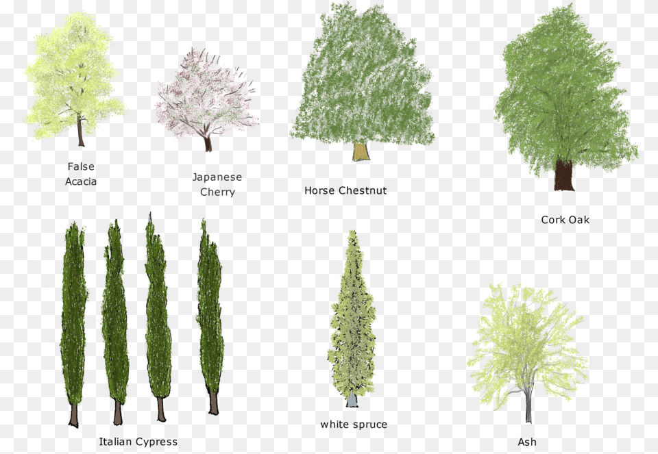 Trees Pond Pine, Conifer, Fir, Tree, Plant Png Image