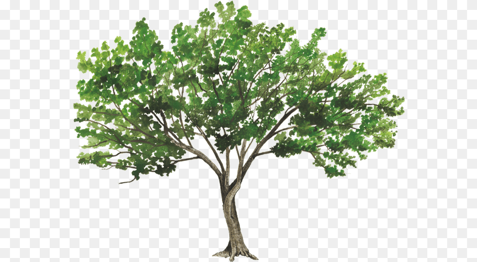 Trees Rendering, Oak, Plant, Sycamore, Tree Png Image