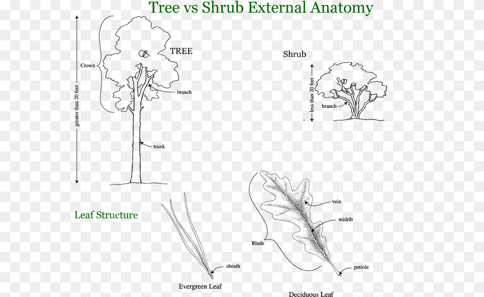 Trees Shrubs And Vines Trees Shrubs And Vines, Leaf, Plant, Tree, Vegetation Png