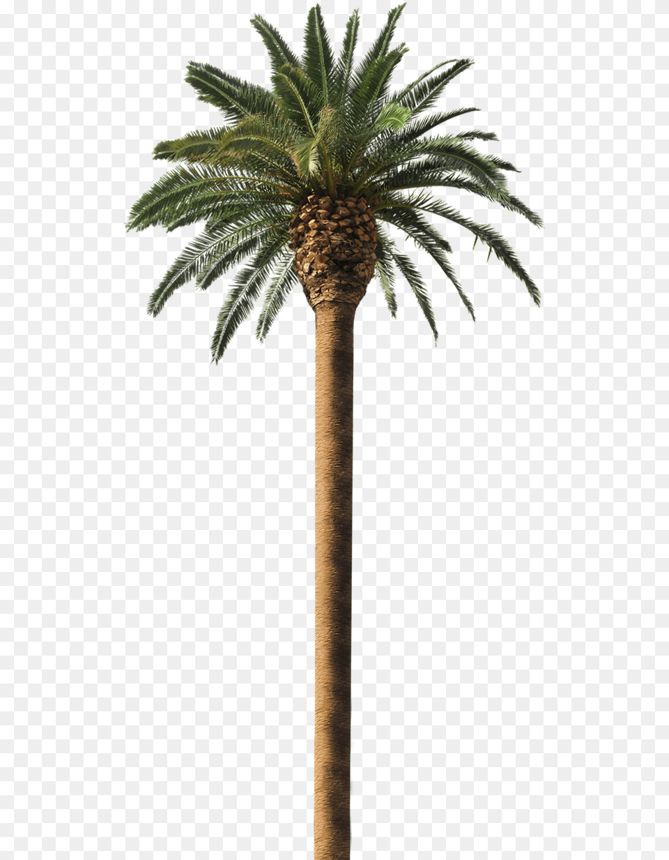 Trees Similar To Coconut Tree Similar To Coconut Tree, Palm Tree, Plant Free Png Download