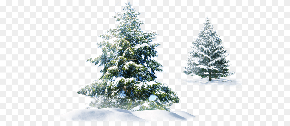 Trees Snow Christmas Evergreen Pine Spruce, Fir, Plant, Tree, Ice Free Png Download