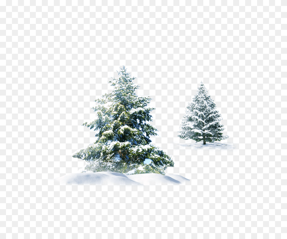 Trees Snow Christmas Evergreen Pine Spruce Snowy Pine Tree, Fir, Ice, Plant, Adult Png