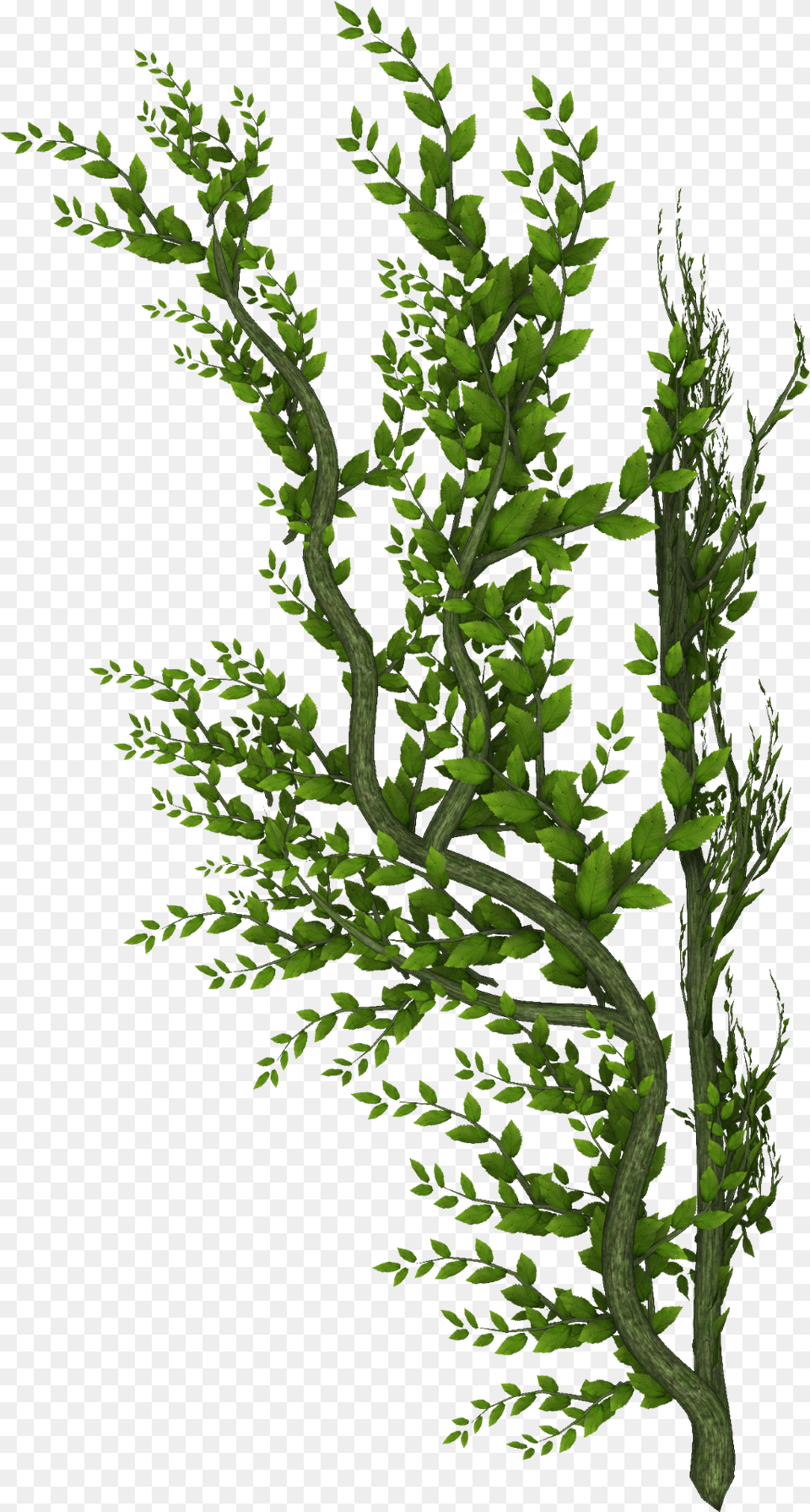 Trees Stems Vines Leaves Plants Decoration Scenery Garden Frames, Conifer, Green, Plant, Tree Free Transparent Png