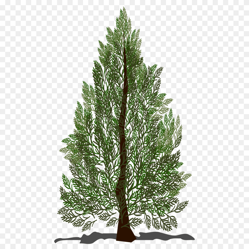 Trees Top Transparent Clipart Fir Tree, Conifer, Plant, Pine Free Png Download