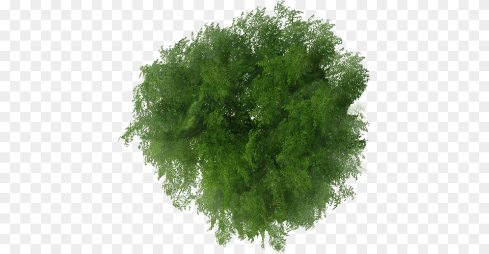 Trees Top View, Green, Moss, Plant, Tree Png Image