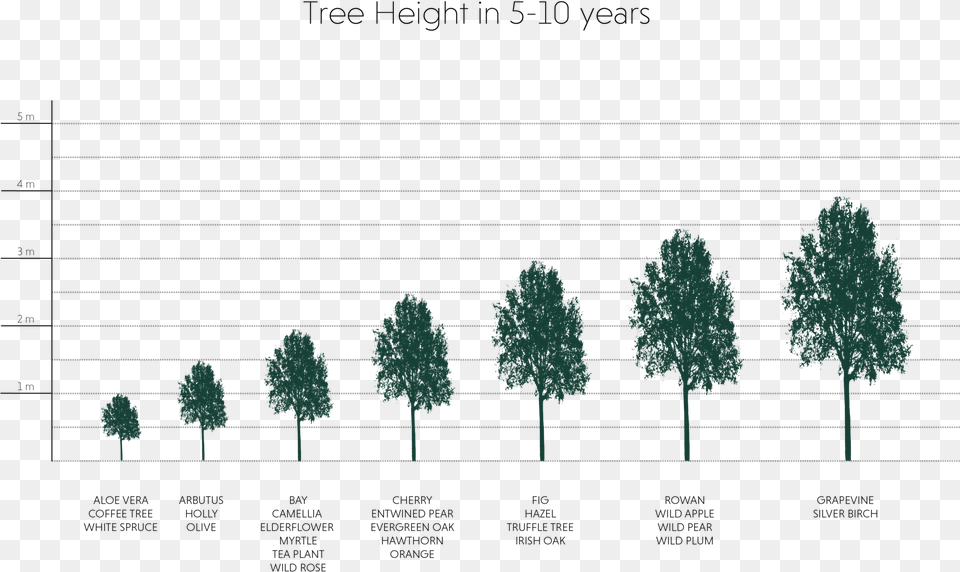 Trees Top View, Plant, Tree, Fir, Vegetation Png Image