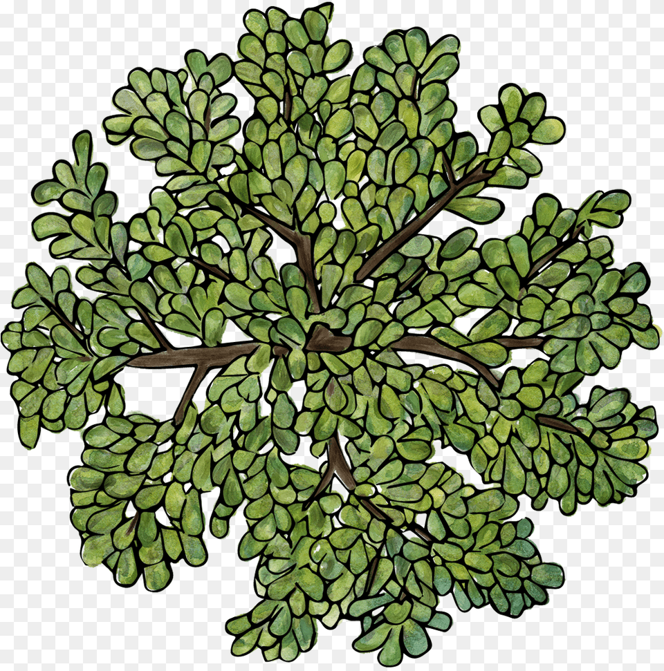 Trees Top View File Museo Soumaya, Leaf, Plant, Tree, Green Free Png
