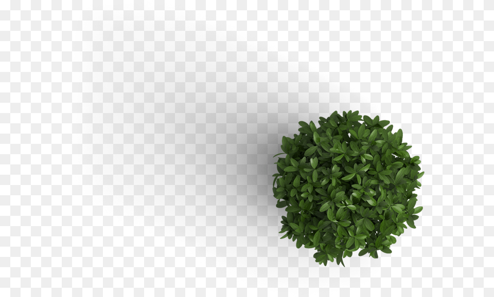 Trees Top View Plant, Green, Moss, Potted Plant, Tree Png Image