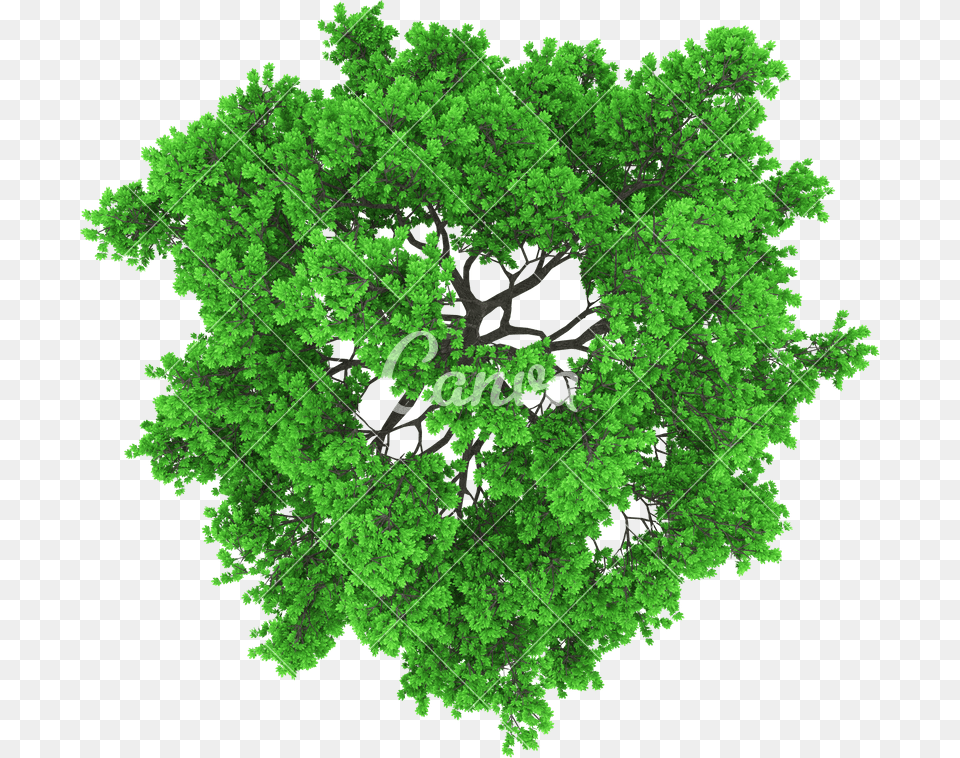 Trees Top View Top View Of Trees Vector, Green, Plant, Oak, Tree Free Png