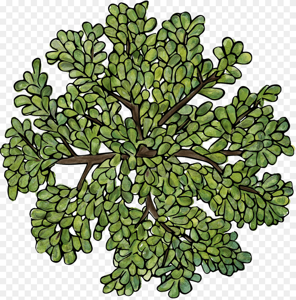Trees Top View Tree Illustration Top View, Leaf, Plant, Vegetation, Green Free Png