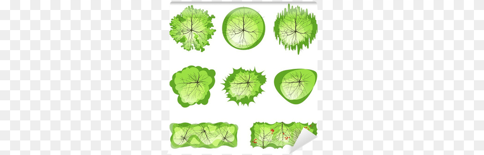 Trees Top View Wall Mural U2022 Pixers We Live To Change Treesfor Plot Plans, Green, Leaf, Plant, Citrus Fruit Png Image
