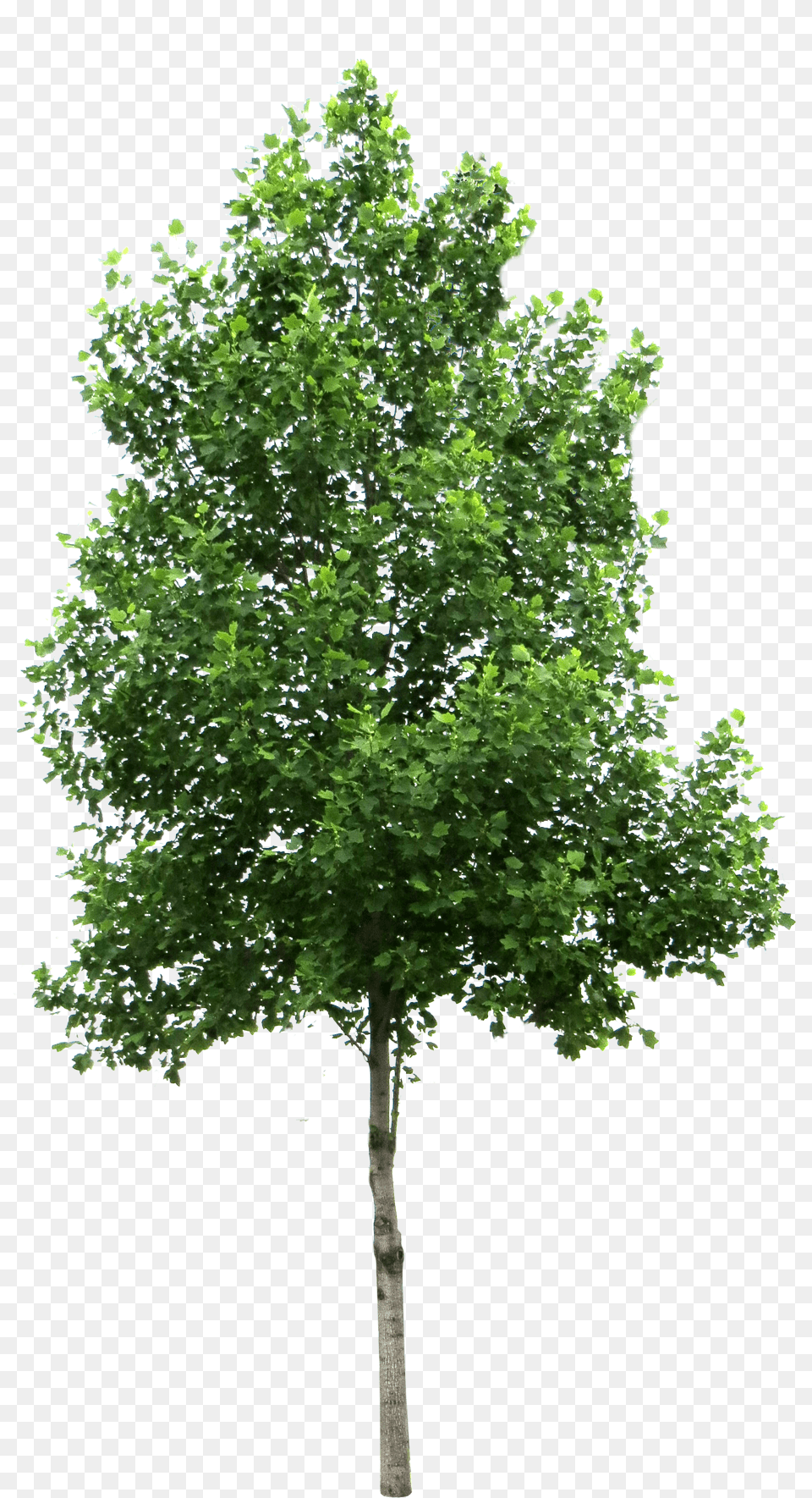 Trees Background Tree, Maple, Oak, Plant, Sycamore Free Transparent Png