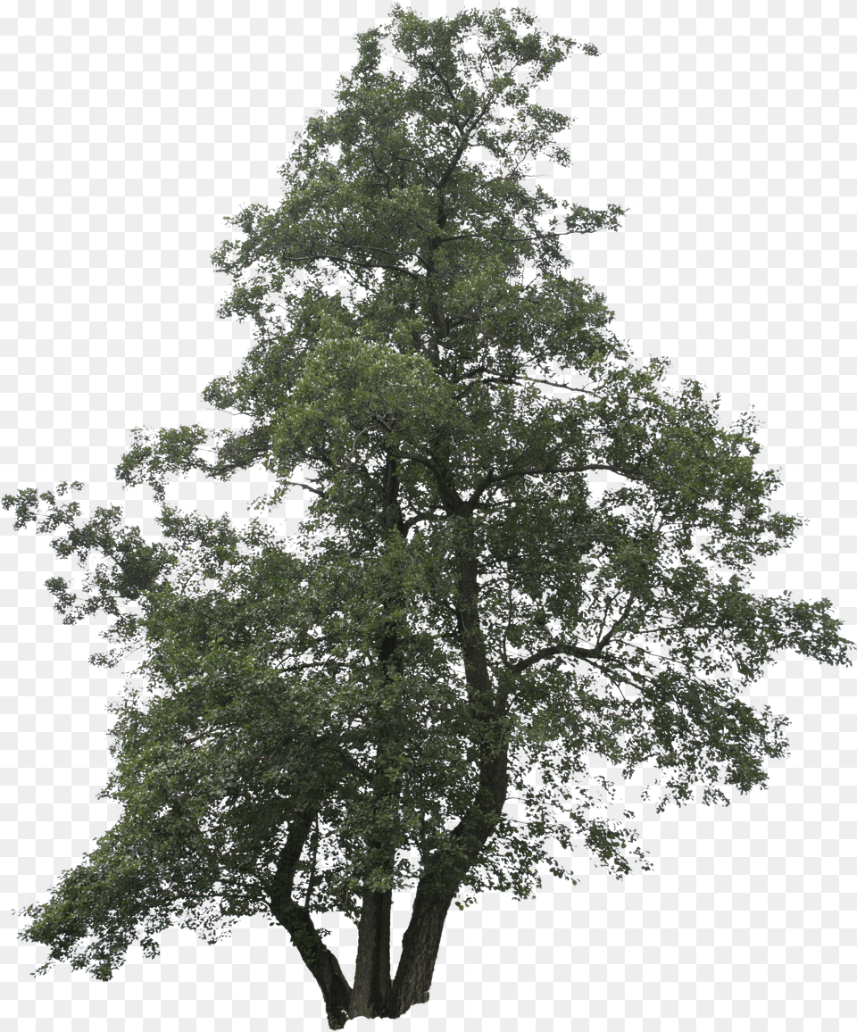 Trees Transparent Clipart Big Tree Free Png