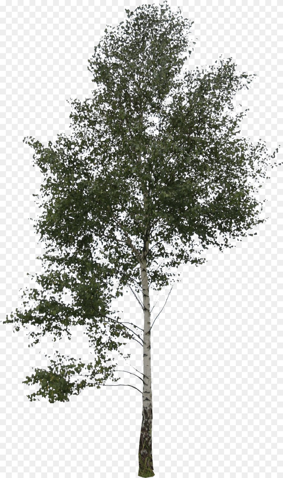 Trees Transparent Clipart Free Big Tree Png