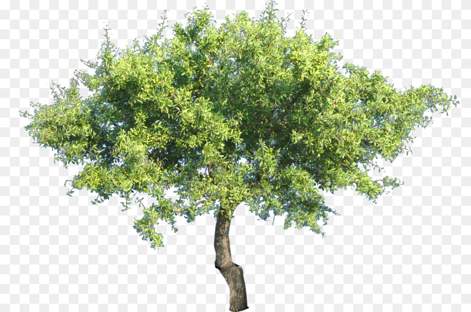 Trees Transparent Tree, Oak, Plant, Sycamore, Tree Trunk Free Png
