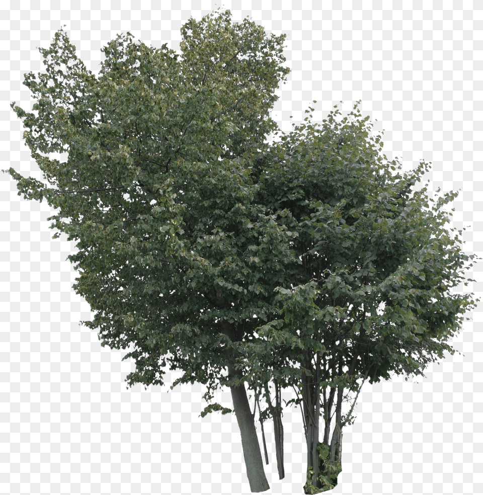 Trees Tree Png Image