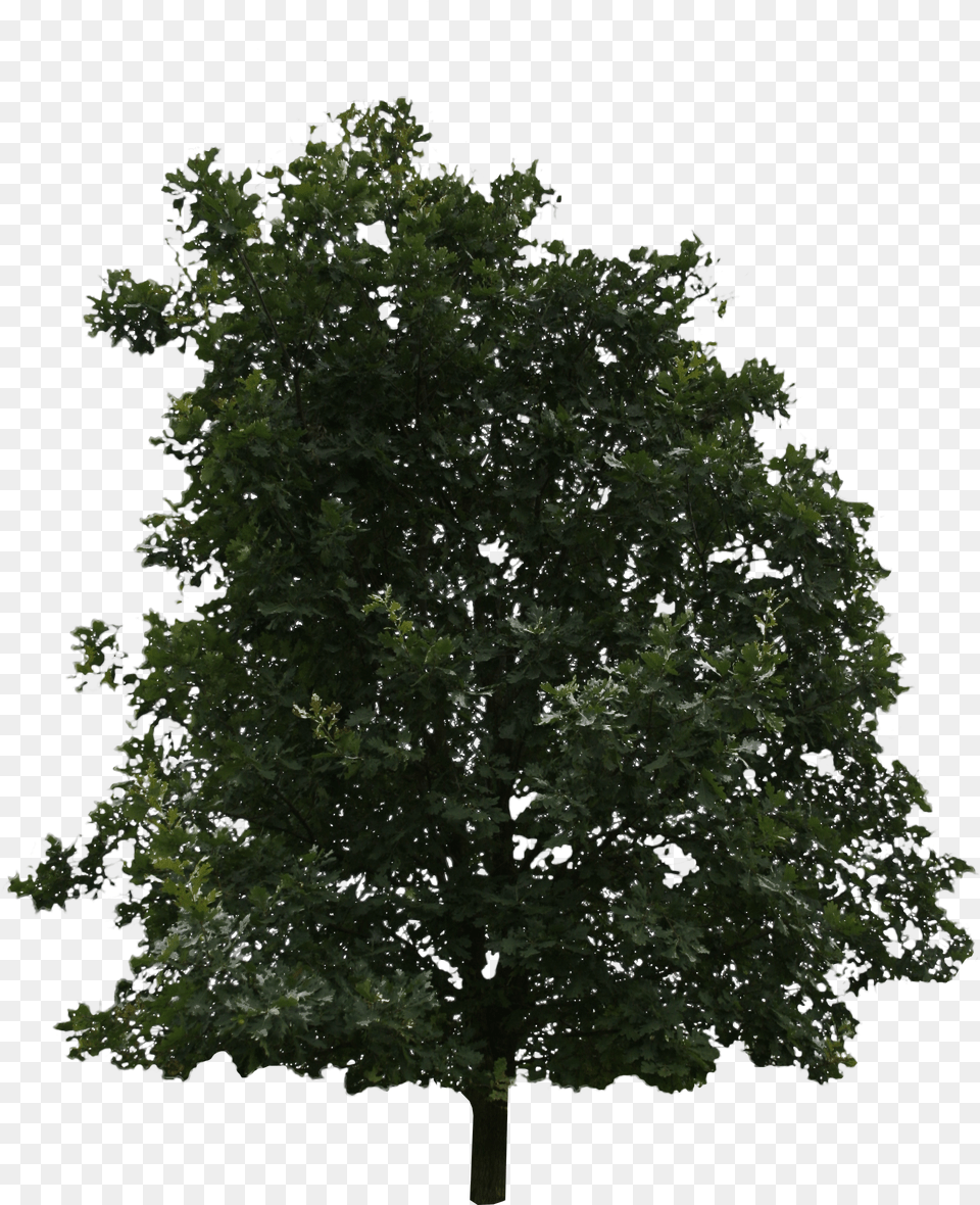 Trees Tree Png