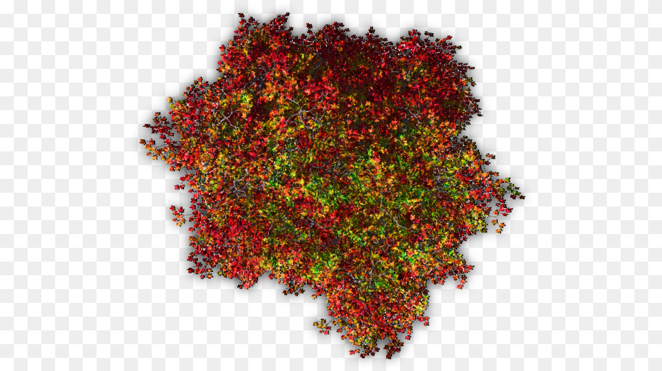 Trees Tree Blossoms Nature Red Autumn Shrub Top View, Accessories, Leaf, Plant, Fractal Png Image