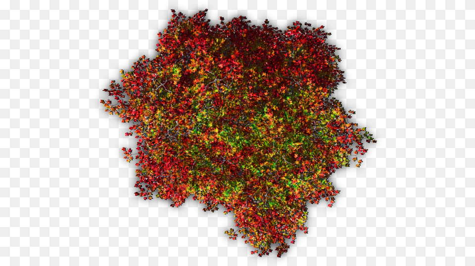 Trees Tree Blossoms Nature Red Autumn Topview Orange Red Tree Top View, Accessories, Leaf, Plant, Fractal Free Png