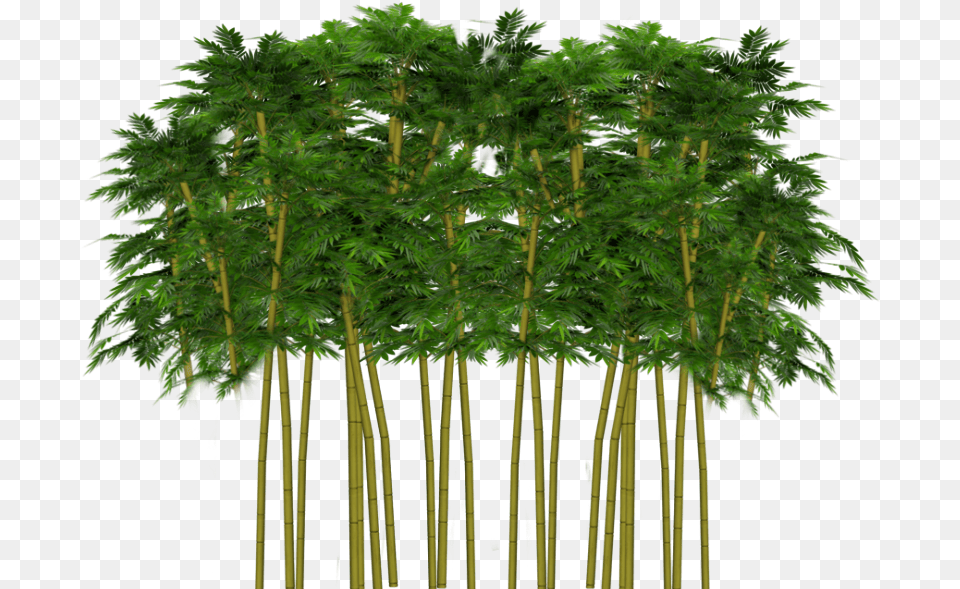 Trees Tree Forest Plant Leaves Ftestickers Tumblr Grass, Vegetation Free Png Download