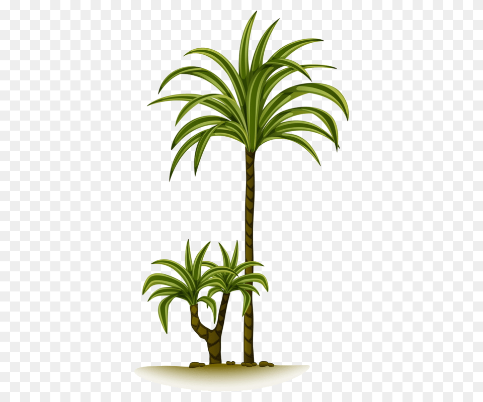 Trees Tree Of Life, Palm Tree, Plant, Leaf Png