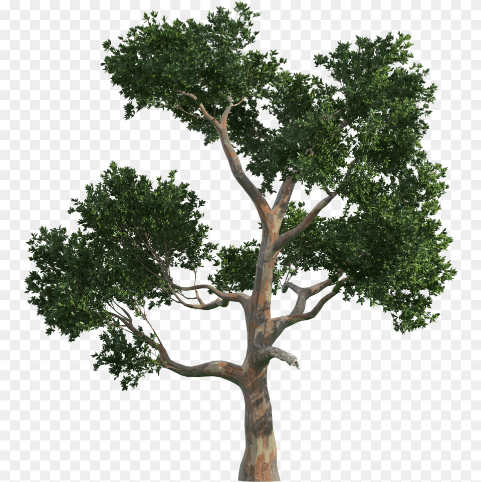 Trees Tree Vecteur Gratis Image High Quality Clipart, Oak, Plant, Sycamore, Tree Trunk Free Png Download