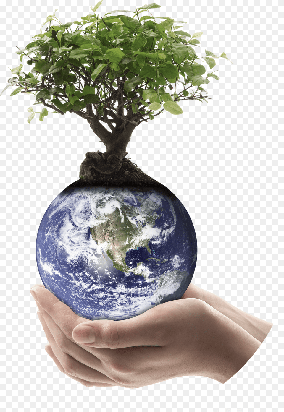 Trees Used For Making Paper, Plant, Potted Plant, Tree, Astronomy Png