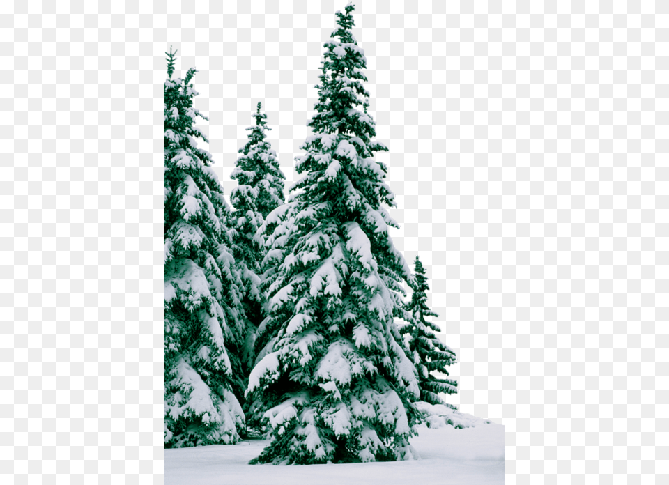 Trees Winter Snow Frost Elki V Snegu, Fir, Pine, Plant, Tree Free Transparent Png