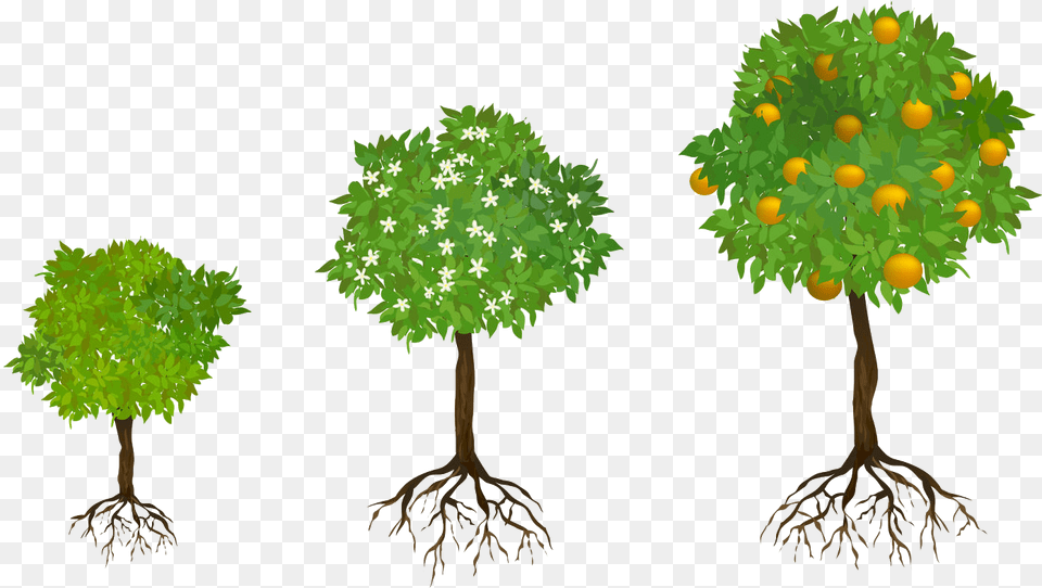 Trees With Fruits And Roots, Tree, Plant, Leaf, Root Png
