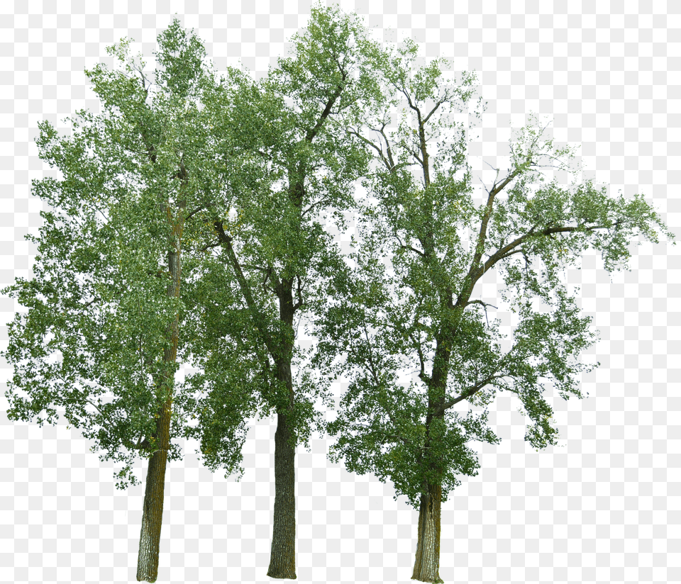Trees With No Background Photo On Pixabay Trees With No Background, Oak, Plant, Sycamore, Tree Free Png
