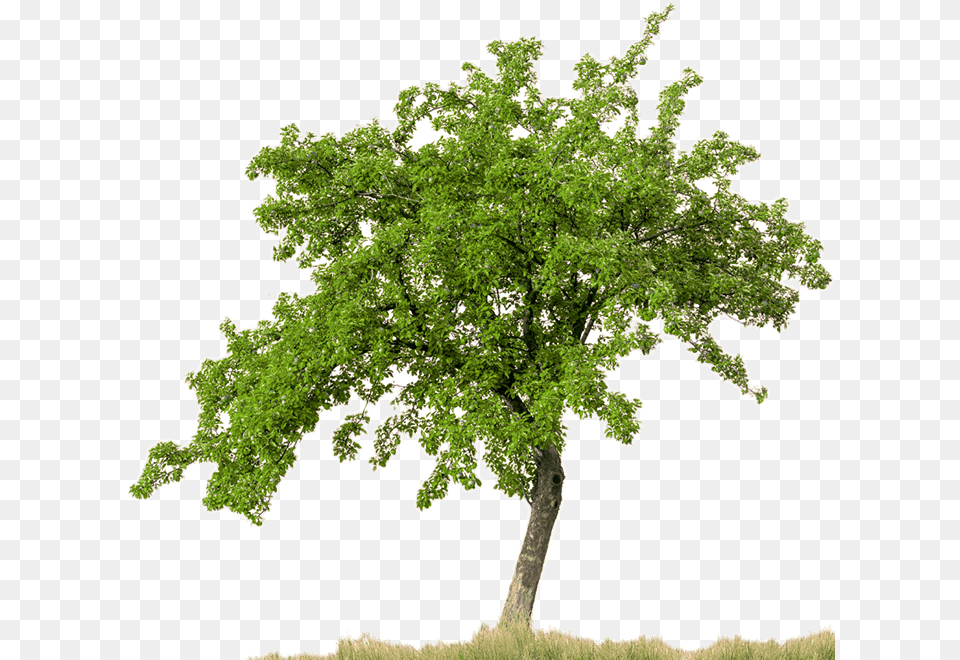 Trees With White Background, Oak, Plant, Sycamore, Tree Free Png