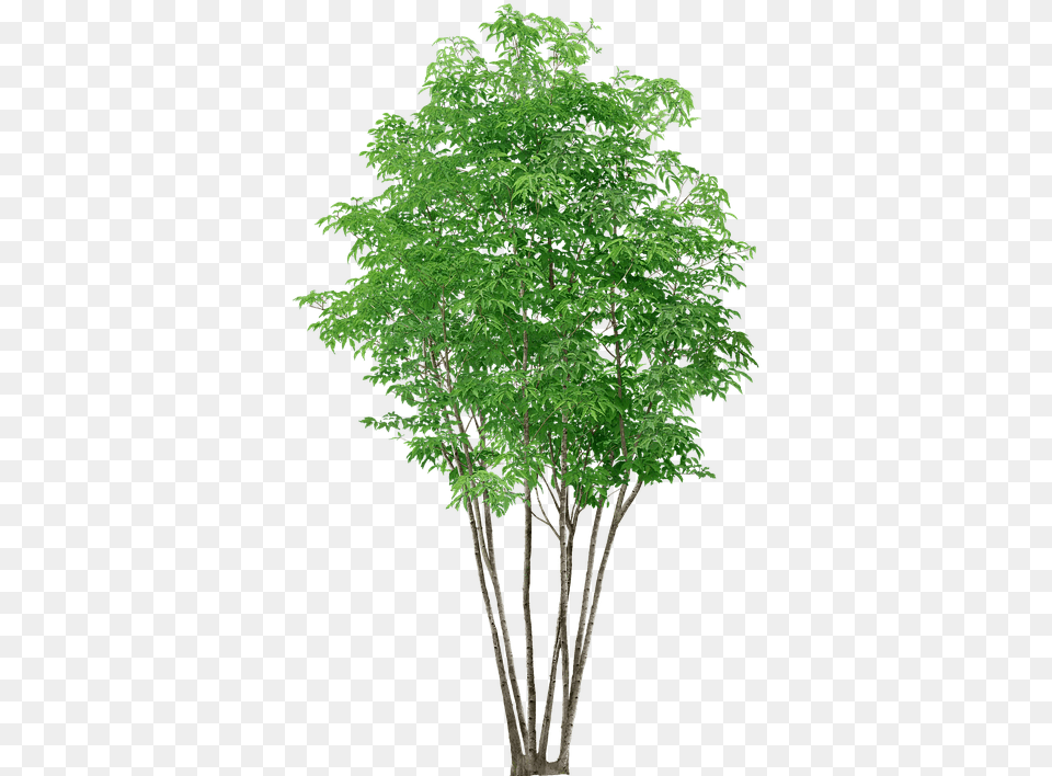 Trees Without Background High Resolution Tree Background, Maple, Plant, Green, Vegetation Free Transparent Png