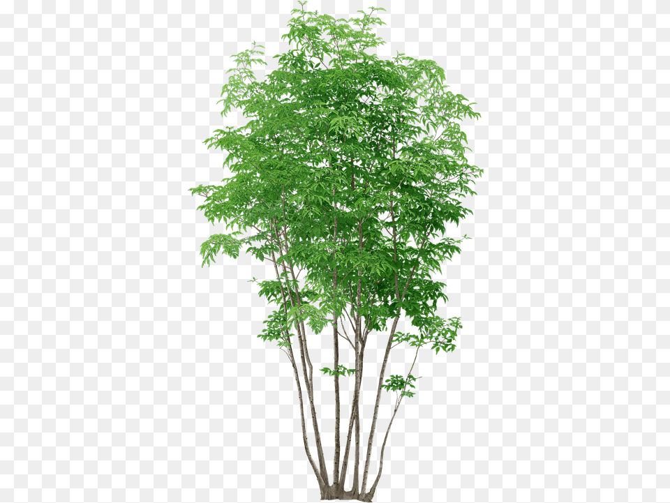 Trees Without Background Tree Plants, Green, Plant, Maple, Conifer Free Png Download