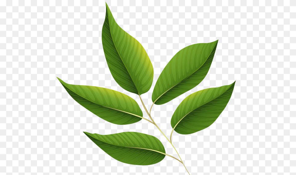 Treestreestreessee How The Speak Leaves, Green, Leaf, Plant, Tree Png Image